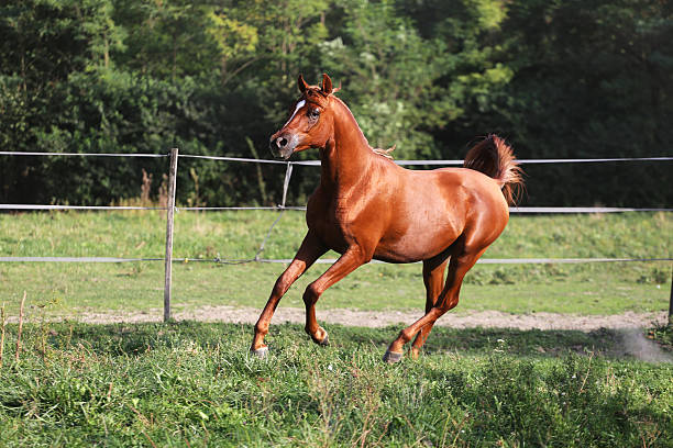 istock Beautiful arabian stallion galloping on summer pasture 504082114