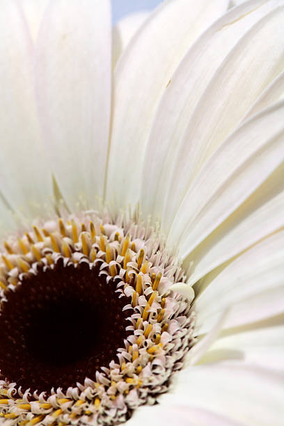 istock Macro close up of a daisy flower 504082227
