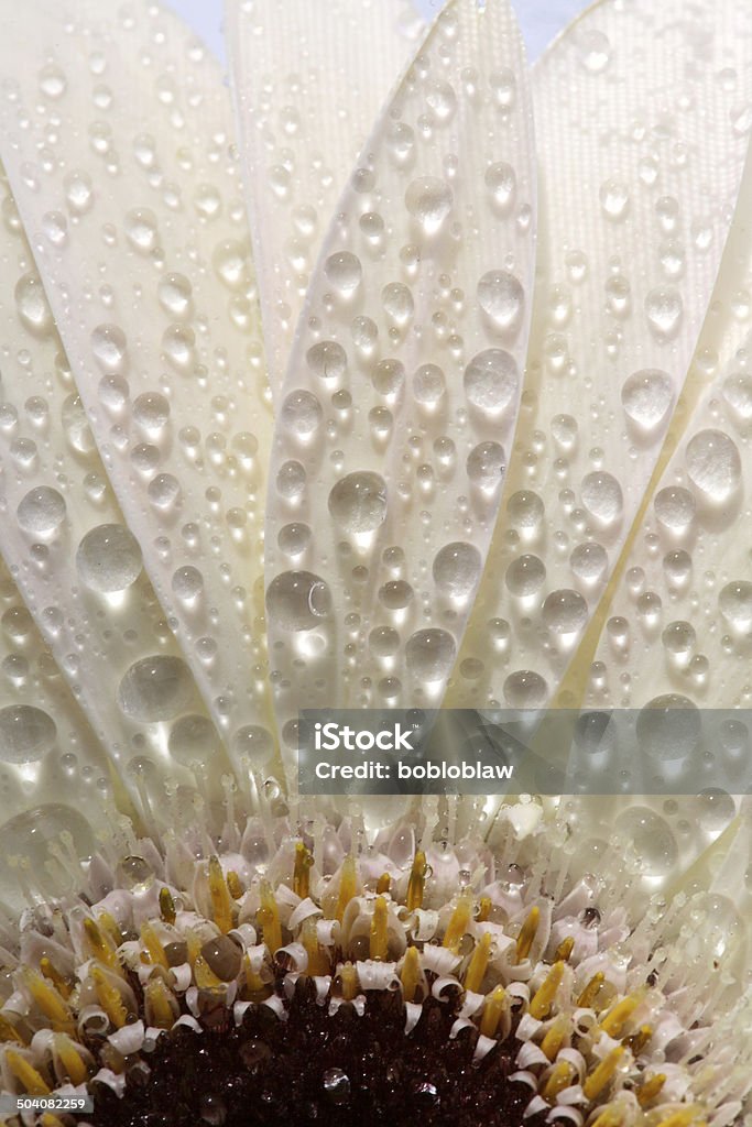 Macro close up of a daisy flower Canada Stock Photo