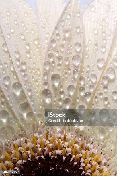 Macro Close Up Of A Daisy Flower Stock Photo - Download Image Now - Canada, Close-up, Daisy
