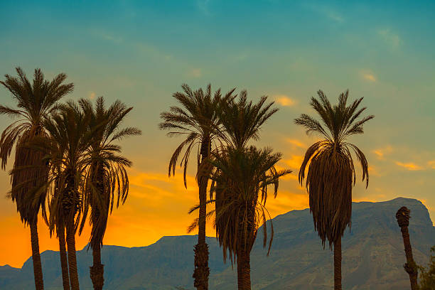 istock Palm trees against mountain at sunset 504082390