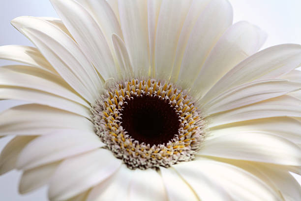 istock Macro close up of a daisy flower 504082499