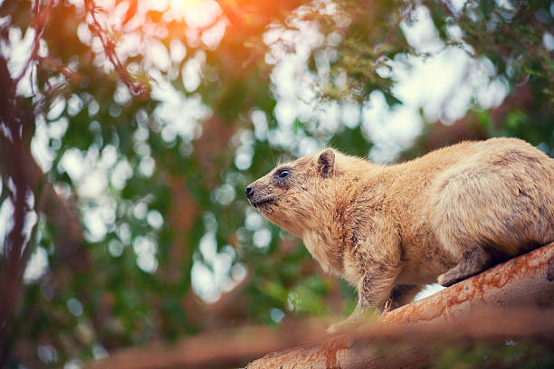 Rock hyrax on the tree Rock hyrax on the tree hyrax stock pictures, royalty-free photos & images