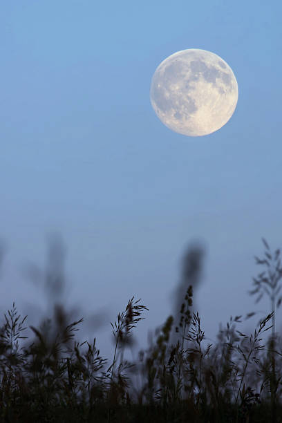 istock Full moon in the evening sky (focus on grass) 504083129