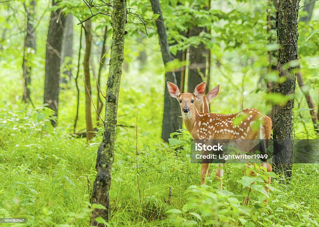 Whitetail Deer Fawn Whitetail Deer Fawn standing in the woods. Animal Stock Photo