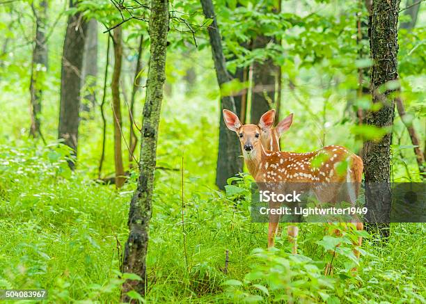 Whitetail Deer Fawn Stock Photo - Download Image Now - Animal, Animal Wildlife, Animals In The Wild