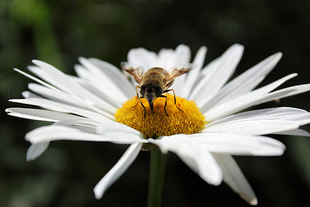 istock Bees gather honey in white daisies on feature 504084081