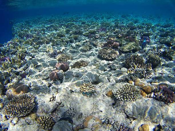 istock Coral Garden 504084354