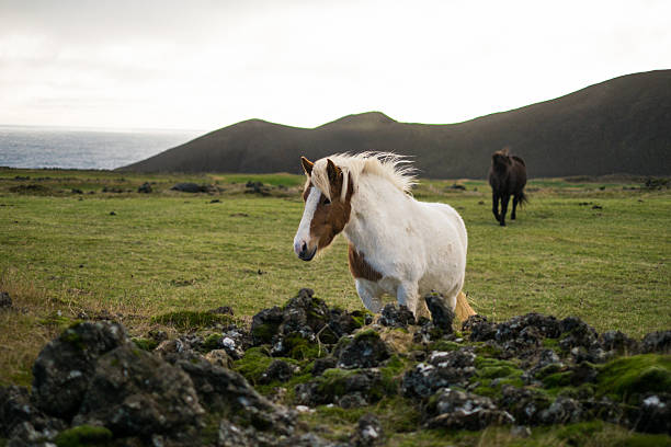 istock Icelandic horse in the pasture 504084544