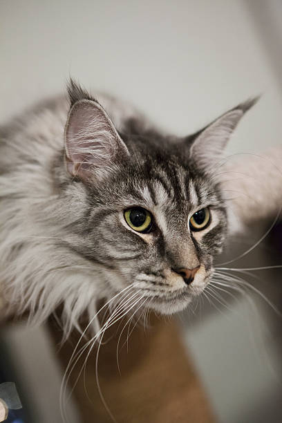 istock Maine Coon cat hunting 504084786