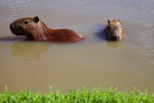 n Barigui Park in Curitiba, Paraná , Brazil , animals bathe in its lakes , such as the capybara . A city full of surprises and natural beauty .
