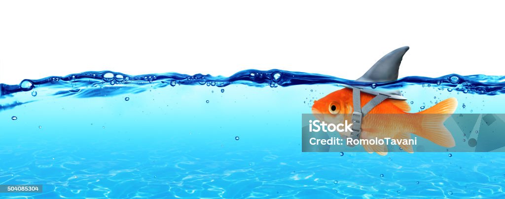 Small Fish With Ambitions Of A Big Shark Goldfish wearing fin shark underwater  - Business Concept Shark Stock Photo