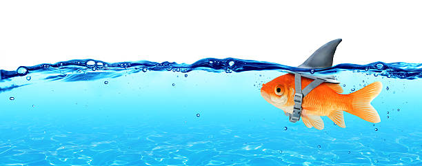 Small Fish With Ambitions Of A Big Shark Goldfish wearing fin shark underwater  - Business Concept bluff stock pictures, royalty-free photos & images