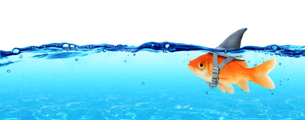Small Fish With Ambitions Of A Big Shark Goldfish wearing fin shark underwater - Business Concept artificial photos stock pictures, royalty-free photos & images
