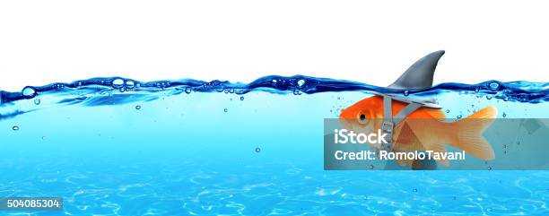 Small Fish With Ambitions Of A Big Shark Stock Photo - Download Image Now - Shark, Dishonesty, Goldfish