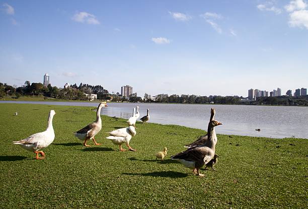 In Barigui Park in Curitiba, Paraná , Brazil , animals bathe in its lakes. Capybaras and many geese.