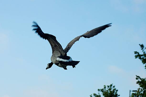 Goose flies away from its flock after being spooked