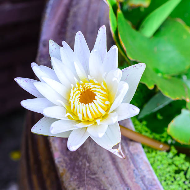istock White lotus flower blooming in summer. 504097364