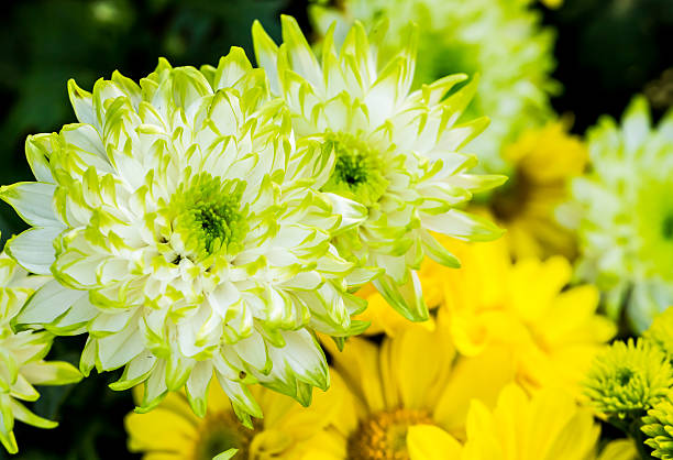 Picking Chrysanthemums for tea in China