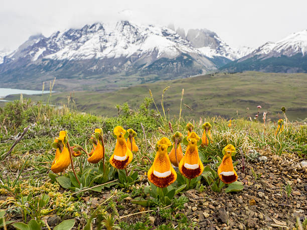 Virgin's slipper Calceolaria uniflora Patagonia Torres del Paine National Park The Virgin's Slipper is a wildflower found in mountainous regions of Patagonia ( Southern Chile and Argentinia). Also know as Darwin's Slipper or Maiden's Slipper, or, in Spanish, Zapatito de la Virgen. it also once had the scientific name Calceolaria darwinii. It is now called Calceolaria uniflora. Show here in Torres del Paine National Park, with Lago Nordenskjold in the background. Behind that are snow covered mountains with some of towers for which the park is named peaking out from behind a mountain.  calceolaria stock pictures, royalty-free photos & images