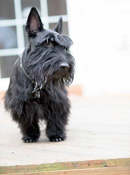 istock Black scotch-terrier dog sitting on the desk 504098888