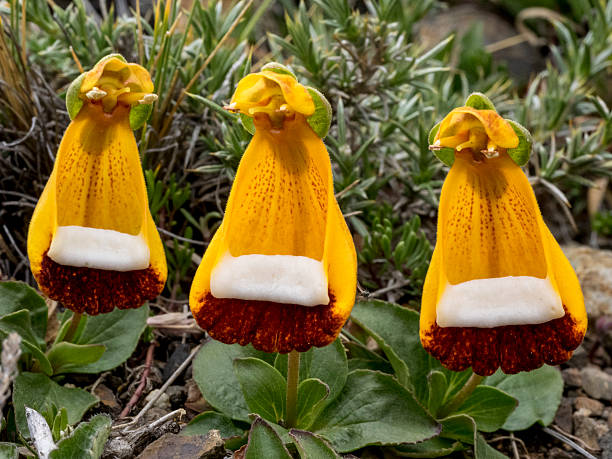 Virgin's slipper Calceolaria uniflora Patagonia Torres del Paine National Park The Virgin's Slipper is a wildflower found in mountainous regions of Patagonia ( Southern Chile and Argentinia). Also know as Darwin's Slipper or Maiden's Slipper, or, in Spanish, Zapatito de la Virgen. it also once had the scientific name Calceolaria darwinii. It is now called Calceolaria uniflora.  calceolaria stock pictures, royalty-free photos & images