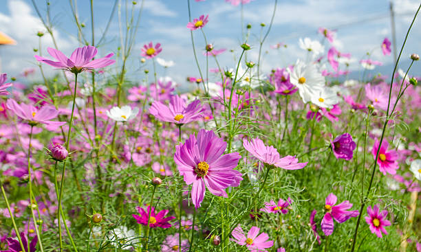 istock cosmos flower in the garden. 504100344
