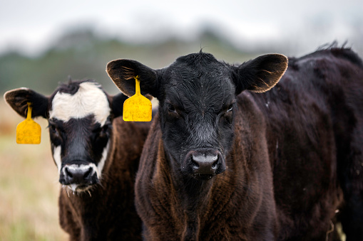 Two crossbred calves with yellow ear tags looking at the camera