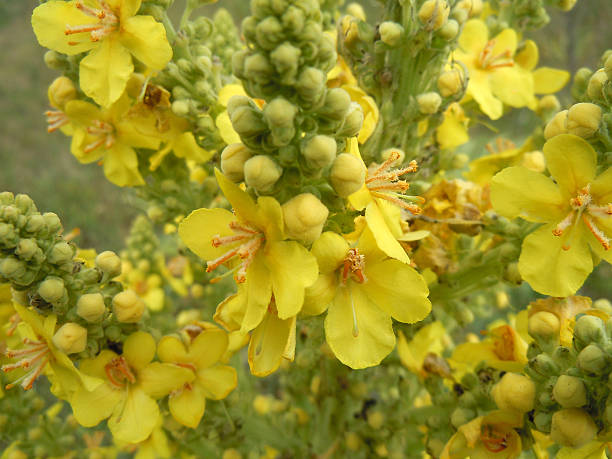 barbasco phlomoides-mullein - serbian culture - fotografias e filmes do acervo