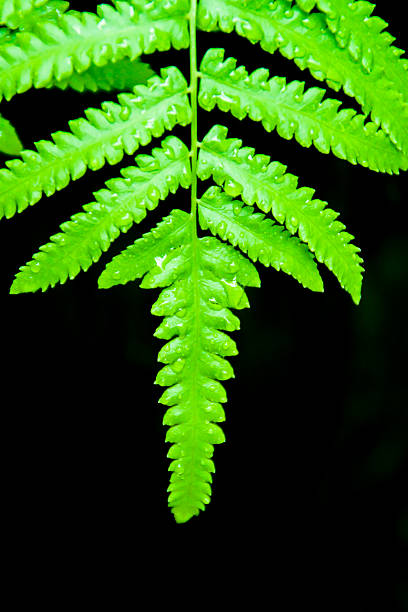 Closeup Green Fern Leaf on Black Background stock photo