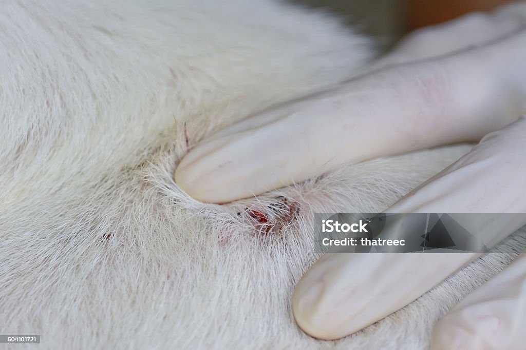 Wound On Dog Skin After Remove Tick From The Fur Stock Photo Download