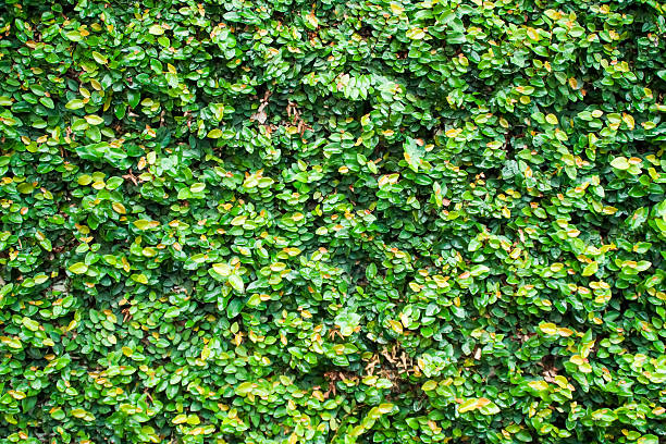 Green Leaves Wall Texture and Background stock photo