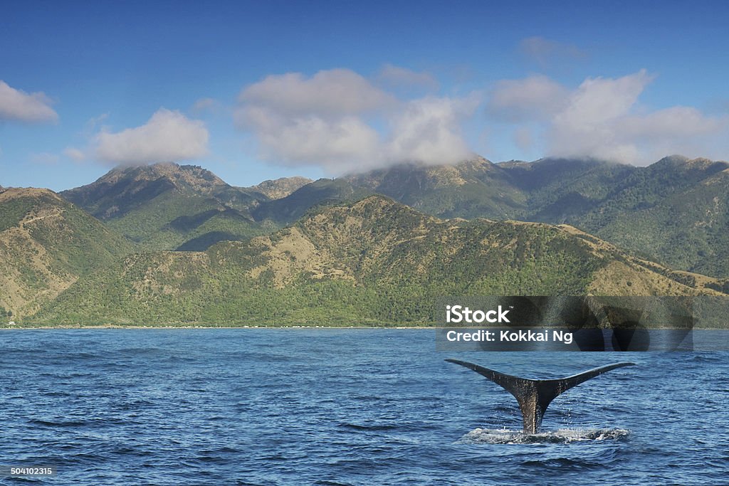Kaikoura-Observation des baleines - Photo de Kaikoura libre de droits