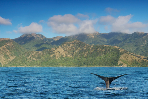 A whale dives into the sea off the Kaikoura coast, a popular location for whale-watching tours.