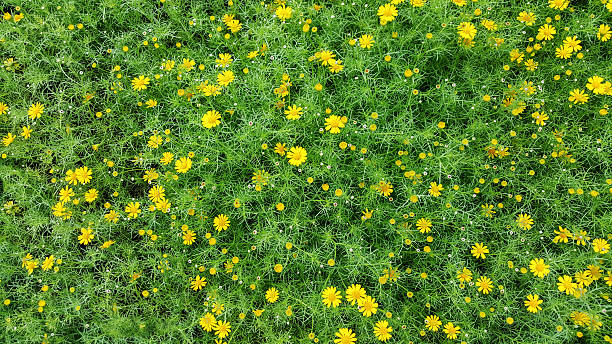 istock field of small yellow flowers 504102980