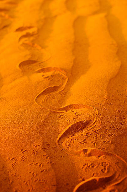 sand dune sand dune with snake trail desert snake stock pictures, royalty-free photos & images