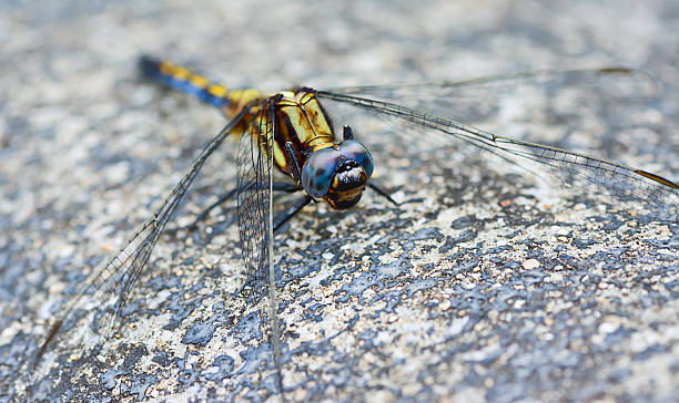 istock blue yellow dragonfly standing on ground 504103081