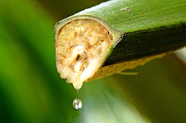 Dripping nectar. Dripping nectar from the coconut flower, to make a sugar. cocos stock pictures, royalty-free photos & images