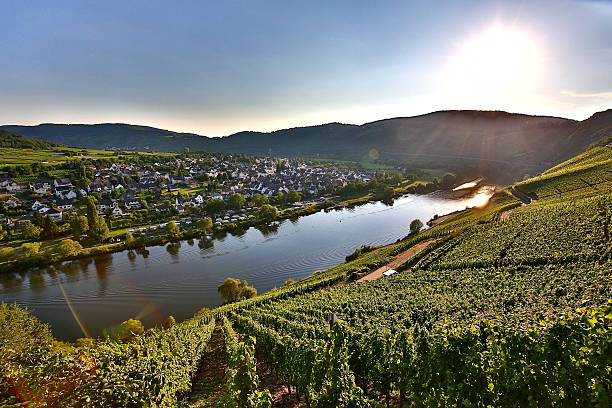 Moselle valley in summer
