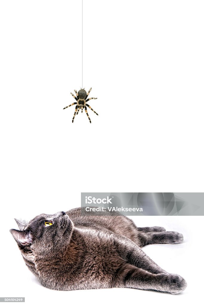 Cat and Spider (Кот и паук) Cat playing with yellow bird (Grey cat on a white background with a spider) Animal Stock Photo