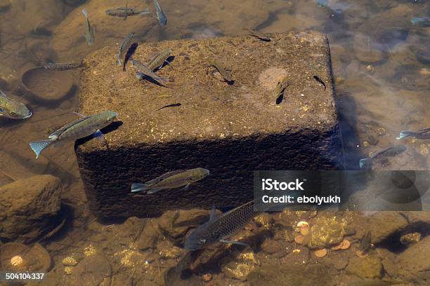 Small Fish In The Pond Stock Photo - Download Image Now - Animal Fin, Animal Wildlife, Aquatic Organism