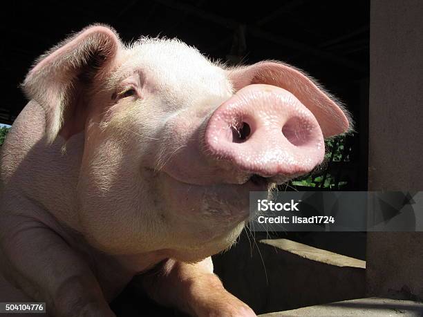 Smiling Pig Stock Photo - Download Image Now - Pig, Snout, Sow
