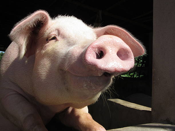uśmiech pig - livestock pink agriculture nature zdjęcia i obrazy z banku zdjęć