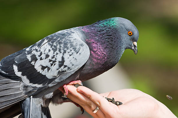 istock The pigeon eats sunflower seeds 504104922