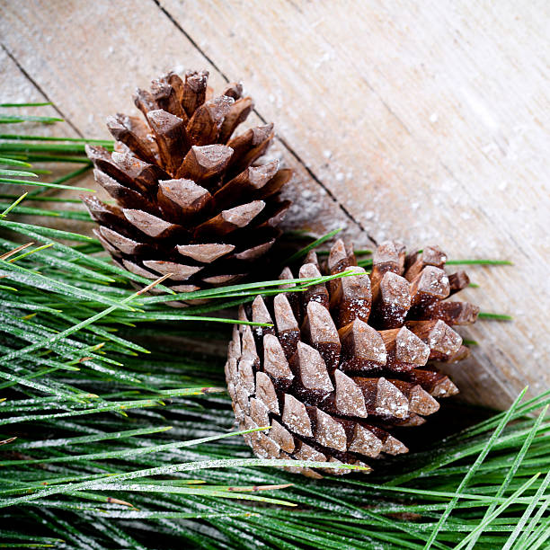 istock christmas fir tree with pinecones 504105623