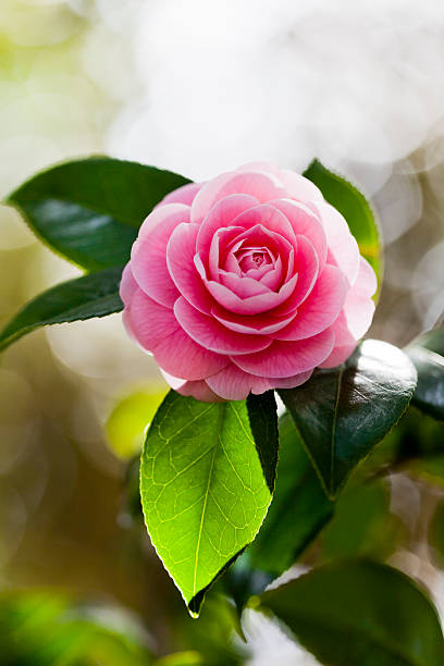 różowy camellia przeciwko rano światło słoneczne - camellia day nobody single flower zdjęcia i obrazy z banku zdjęć