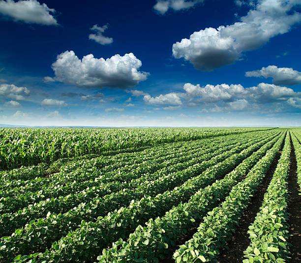 istock Soybean next to corn field ripening at spring season 504106527