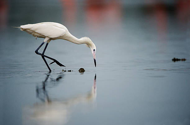 Snowy Egret fishing