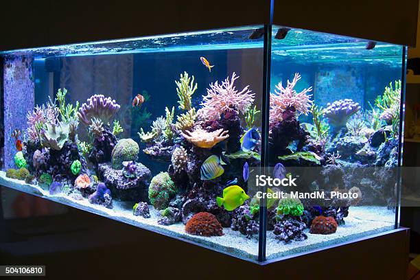 Reef Aquarium Stock Photo - Download Image Now - Fish Tank, No People, Fish
