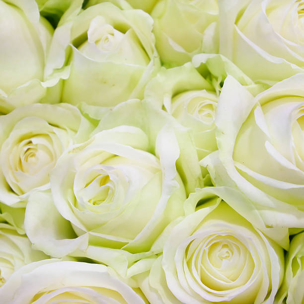 istock The beautiful white rose bouquet 504106858